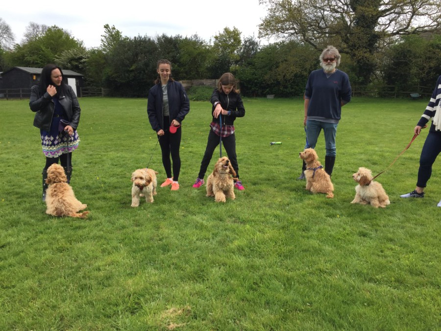 Puppy Classes  Puppy Classes